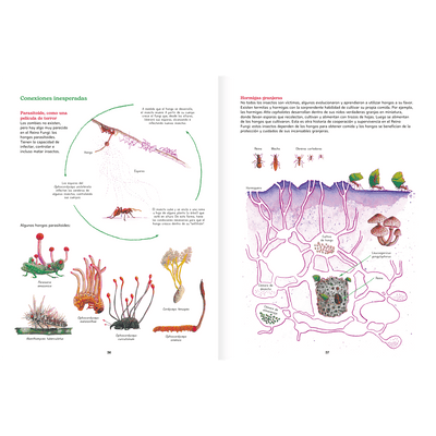 Reino Fungi