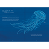 Misteriosas medusas
